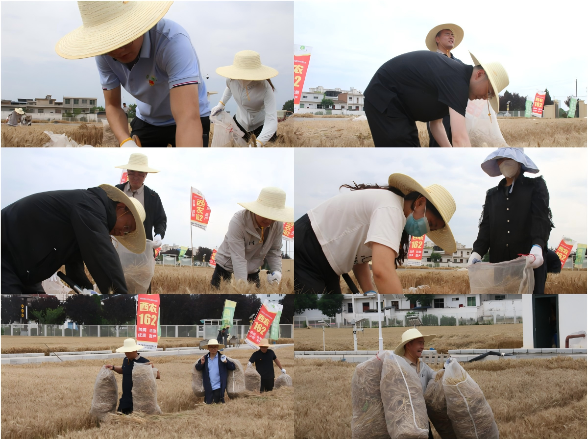 061749199720772183.png WPS拼圖1(1).png