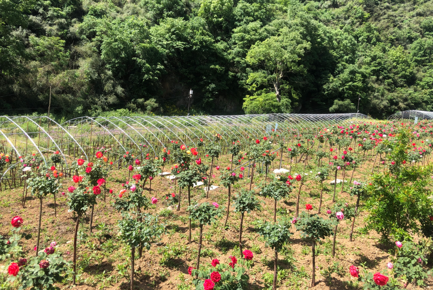 061754449873139458.png image.png